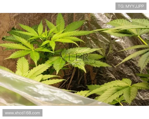 大麻致幻引发文化乌龙：印度游客误将加拿大弗雷泽河认作恒河