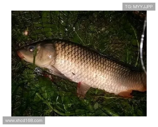 钓获 1.1 米巨鲶后放生：乐山男子用行动诠释生态垂钓新境界